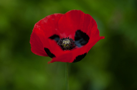 Ladybird Poppy